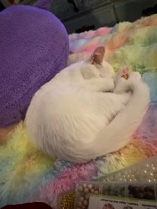 kitten for rehoming - Photo 3