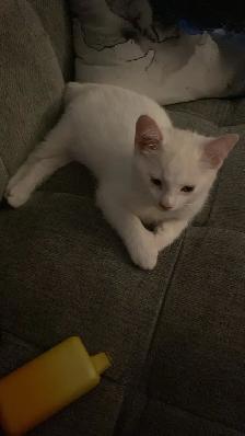 kitten for rehoming - Photo 4