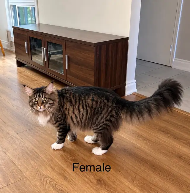 Maine Coon Kittens