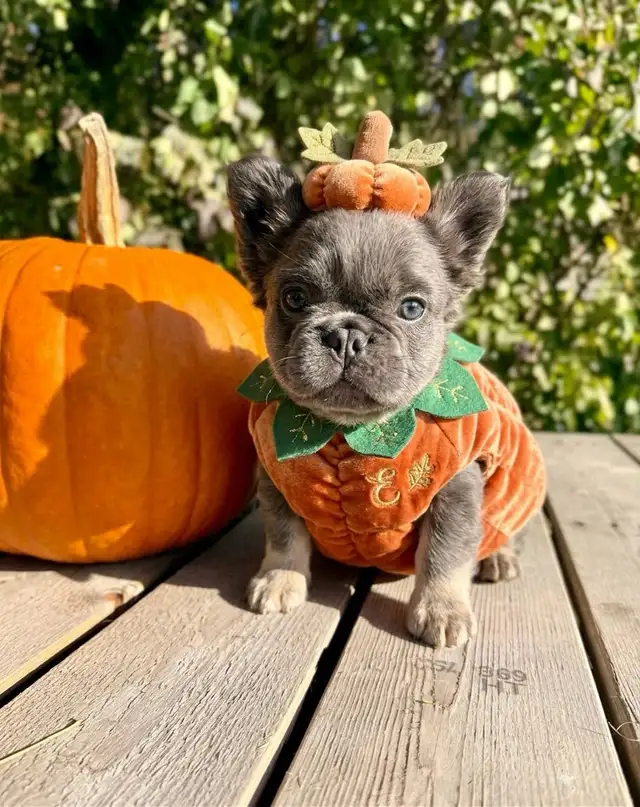 French bulldog puppies