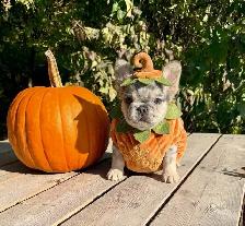 French bulldog puppies - Photo 2