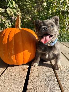 French bulldog puppies - Photo 3