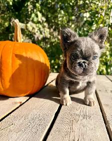 French bulldog puppies - Photo 4