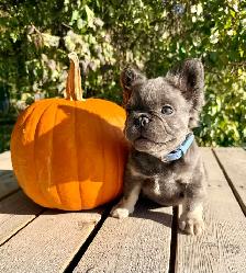 French bulldog puppies - Photo 5
