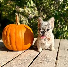 French bulldog puppies - Photo 6
