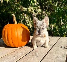 French bulldog puppies - Photo 7