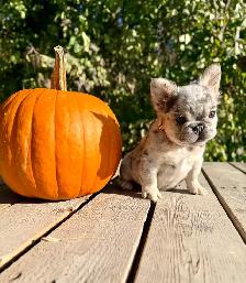 French bulldog puppies - Photo 8