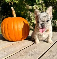 French bulldog puppies - Photo 9