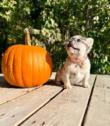 French bulldog puppies - Photo 10