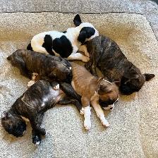 Boxer Puppies Ottawa, ready Nov 14/15