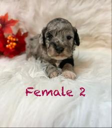 Mini sheepadoodle puppies