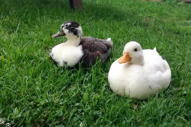 FREE DRAKE DUCKS CALL AND ANCONA