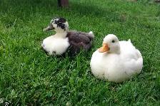 FREE DRAKE DUCKS CALL AND ANCONA