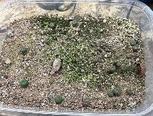 Lophophora Williamsii var. (Peyote Cactus) Seedlings
