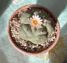 Lophophora Williamsii var. (Peyote Cactus) Seedlings - Photo 2