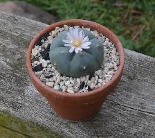 Lophophora Williamsii var. (Peyote Cactus) Seedlings - Photo 3