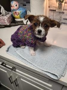 female chihuahua/Shitzu puppy