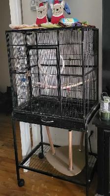 cage perroquet