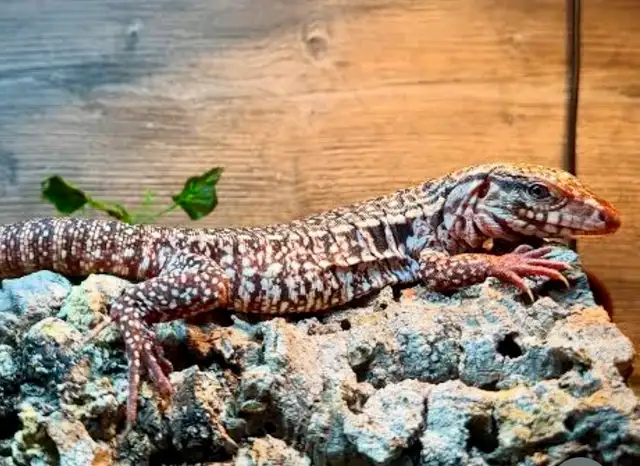 Baby RED Tegu