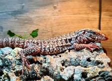 Baby RED Tegu