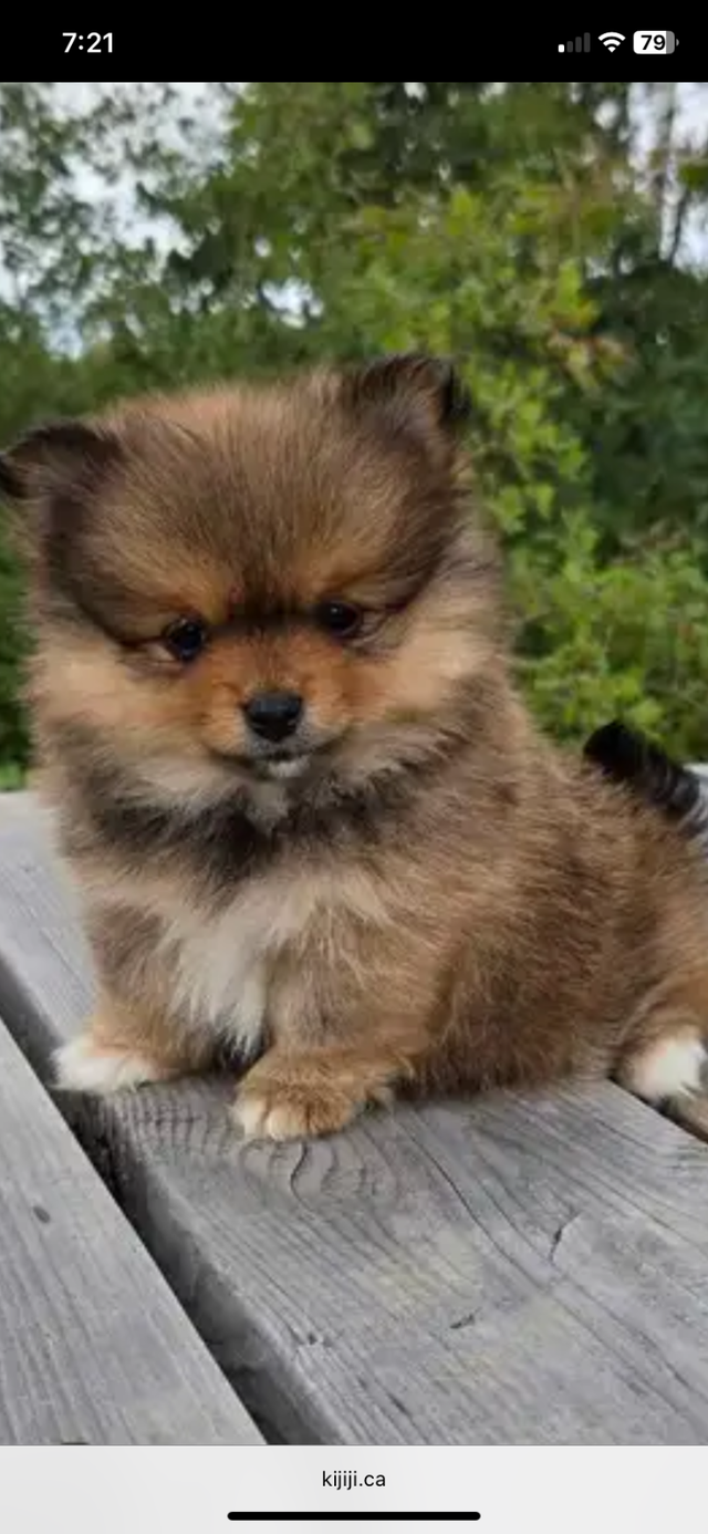 Female Pomeranian puppy