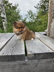 Female Pomeranian puppy - Photo 2