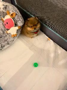 Female Pomeranian puppy - Photo 3