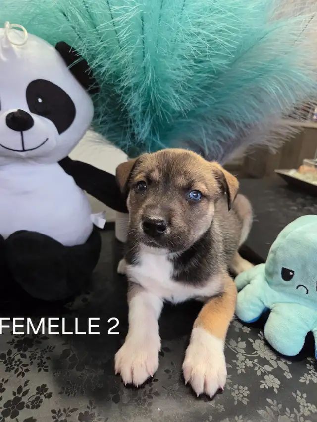 Chiots à vendre