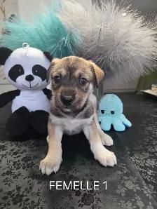 Chiots à vendre - Photo 2