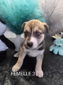 Chiots à vendre - Photo 3