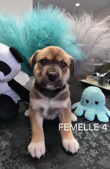 Chiots à vendre - Photo 4