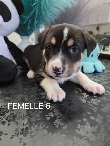 Chiots à vendre - Photo 5