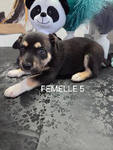 Chiots à vendre - Photo 6