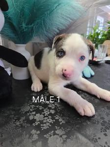 Chiots à vendre - Photo 7