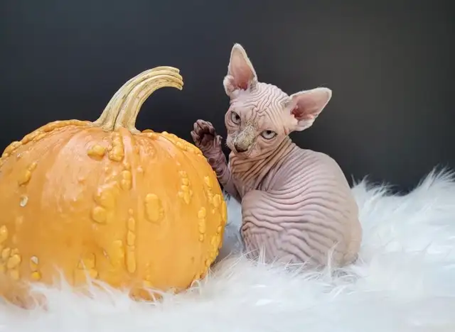 Halloween Special (Last One) Sphynx Kitten