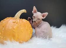 Halloween Special (Last One) Sphynx Kitten