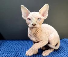 Halloween Special (Last One) Sphynx Kitten - Photo 2