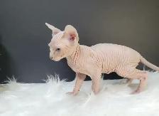 Halloween Special (Last One) Sphynx Kitten - Photo 3