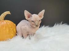 Halloween Special (Last One) Sphynx Kitten - Photo 4
