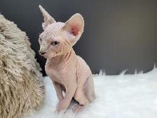 Halloween Special (Last One) Sphynx Kitten - Photo 5
