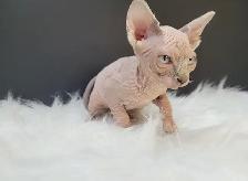 Halloween Special (Last One) Sphynx Kitten - Photo 6