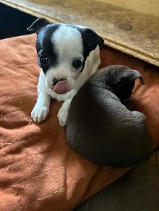 2 baby chihuahua girls for sale - Photo 2