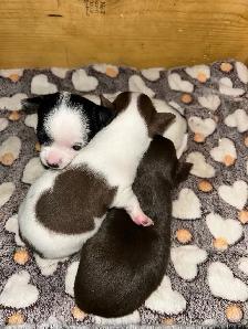 2 baby chihuahua girls for sale - Photo 3