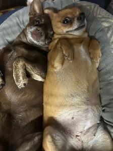 2 baby chihuahua girls for sale - Photo 6