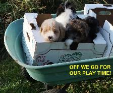 POMAPOOS - POMERANIAN/POODLE CROSS - TEDDY BEAR FACES - $1200