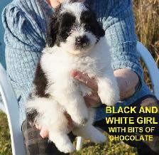 POMAPOOS - POMERANIAN/POODLE CROSS - TEDDY BEAR FACES - $1200 - Photo 2