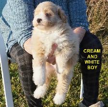 POMAPOOS - POMERANIAN/POODLE CROSS - TEDDY BEAR FACES - $1200 - Photo 3