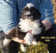 POMAPOOS - POMERANIAN/POODLE CROSS - TEDDY BEAR FACES - $1200 - Photo 4