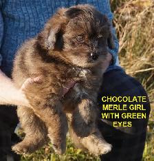 POMAPOOS - POMERANIAN/POODLE CROSS - TEDDY BEAR FACES - $1200 - Photo 5