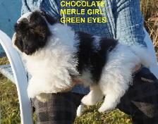 POMAPOOS - POMERANIAN/POODLE CROSS - TEDDY BEAR FACES - $1200 - Photo 6